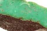 Polished Green Chrysoprase Slab - Western Australia #278168-2